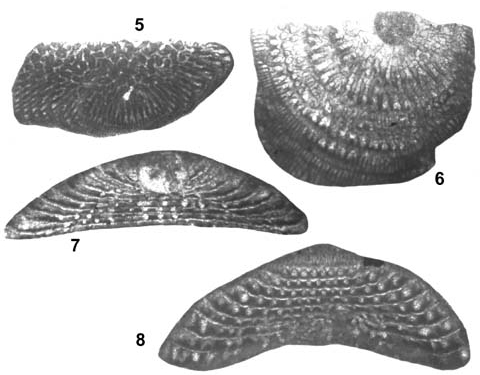 Orbitolinella depressa Henson, 1948