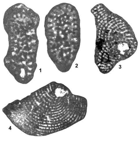 Coskinolinopsis primaevus Henson, 1948