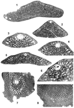 Palorbitolina lenticularis (Blumenbach, 1805)