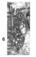 Praeorbitolina cormyi Schroeder, 1964