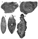 Pseudedomia multistriata Henson, 1948