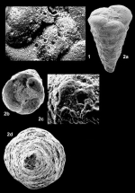 Pseudomarssonella maxima Redmond, 1965