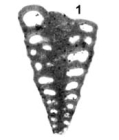 Pseudomarssonella maxima Redmond, 1965
