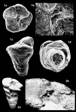 Pseudomarssonella media Redmond, 1965