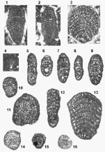 Socotraina serpentina Banner, Whittaker, Boudagher-Fadel & Samuel, 1997