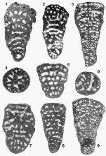 Trochamijiella gollesstanehi Athersuch, Banner & Simmons, 1992