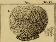 Spongia fasciculata Pallas, 1766