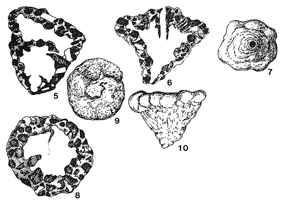 Pityusina conica Rangheard & Colom, 1967