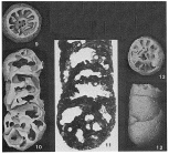 Coprolithina subcylindrica Marie, 1941