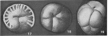 Hagenowina quadribullata (Hagenow, 1842)