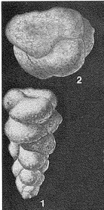 Cribroturretoides miocenica Smith, 1948