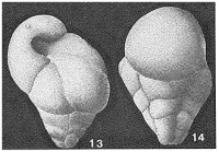 Gravellina narivaensis Brönnimann, 1953