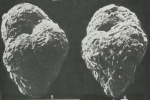 Rhumblerella sepetibaensis Brönnimann, 1981