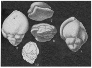 Jarvisella karamatensis Brönnimann, 1953