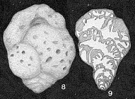 Alveovalvulina suteri Brönnimann, 1951