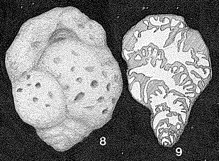 Alveovalvulina suteri Brönnimann, 1951 Alveovalvulina suteri Brönnimann, 1951