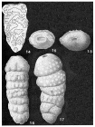 Alveovalvulinella pozonensis (Cushman & Renz, 1941)
