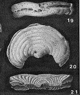 Cuneolinella lewisi Cushman & Bermúdez, 1941