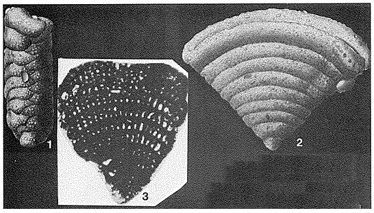 Cuneolina pavonia d'Orbigny, 1846 Cuneolina pavonia d'Orbigny, 1846
