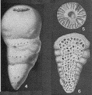 Guppyella miocenica (Cushman, 1936)