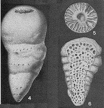 Guppyella miocenica (Cushman, 1936) Guppyella miocenica (Cushman, 1936)