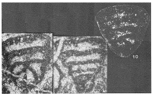Palaeolituonella majzoni Bérczi-Makk, 1981 and Palaeolituonella meridionalis (Luperto, 1966) 