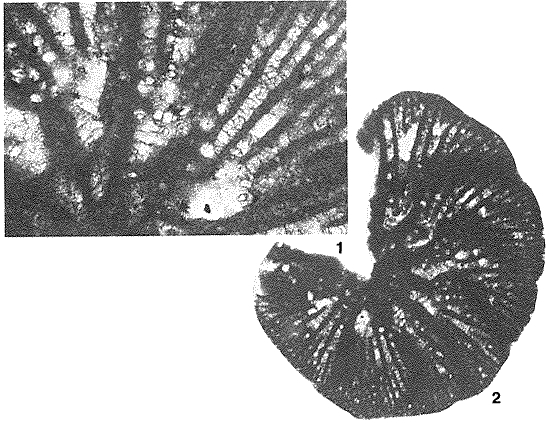 Dictyopsella kiliani Munier-Chalmas in Schlumberger, 1900