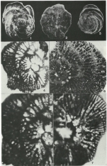 Dictyopselloides cuvillieri (Gendrot, 1968)