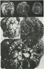 Dictyopselloides cuvillieri (Gendrot, 1968)