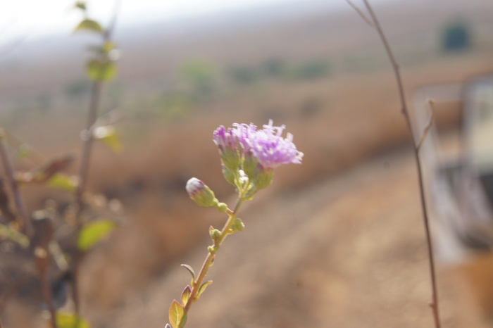 C. cinereum Funk 13377c C. cinereum Funk 13377c