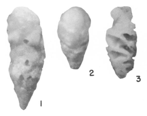 Pfenderella arabica Redmond, 1964 Pfenderella arabica Redmond, 1964