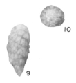 Chromista - Foraminifera (foraminifers)