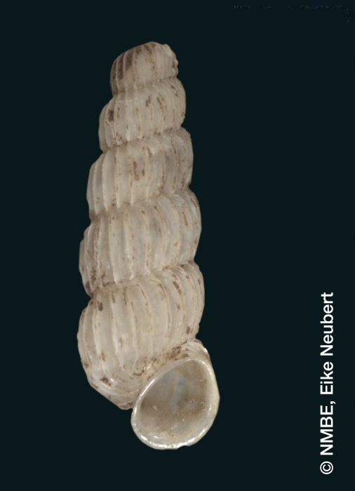 Truncatella turricula Mousson, 1870 Truncatella turricula Mousson, 1870