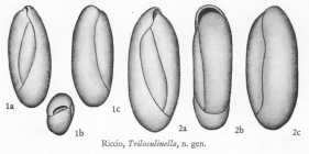 Triloculinella obliquinodus Riccio, 1950