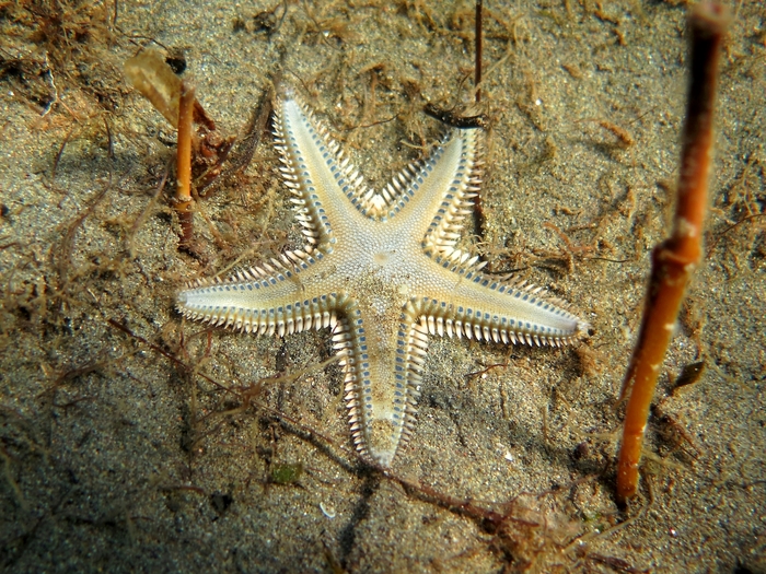 Astropecten platyacanthus