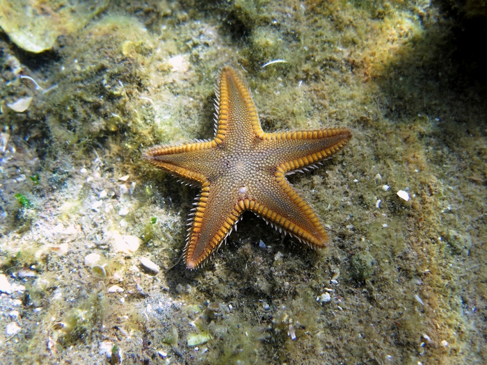 Astropecten spinulosus Astropecten spinulosus