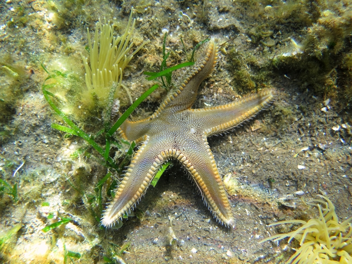 Astropecten spinulosus Astropecten spinulosus