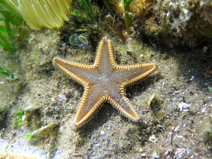 Astropecten spinulosus Astropecten spinulosus