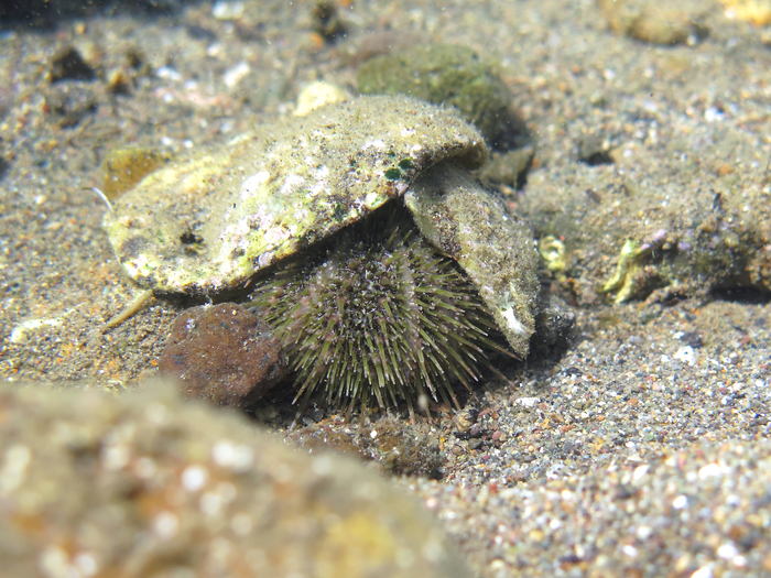 Psammechinus microtuberculatus