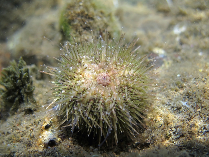 Psammechinus microtuberculatus Psammechinus microtuberculatus