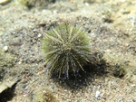 Psammechinus microtuberculatus