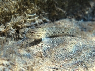 Gobius incognitus