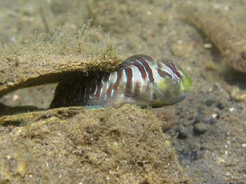 Salaria basilisca