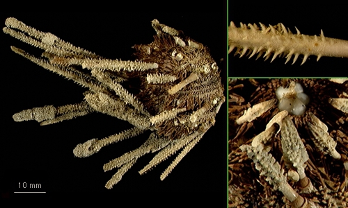 Ctenocidaris spinosa Ctenocidaris spinosa