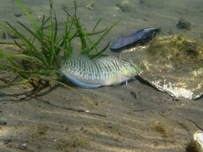 Salaria basilisca