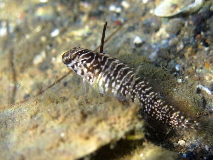 Salaria basilisca Salaria basilisca