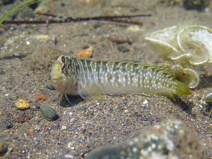 Salaria basilisca Salaria basilisca