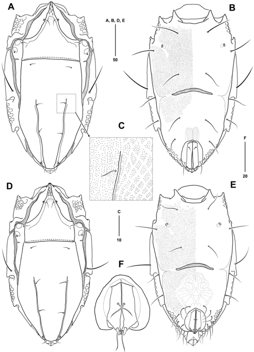 Copidognathus levicostatus n. sp.