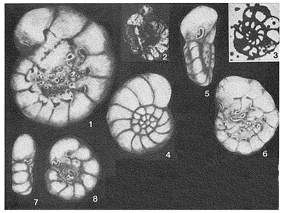 Dobrogelina discorbiformis Neagu, 1979 Dobrogelina discorbiformis Neagu, 1979