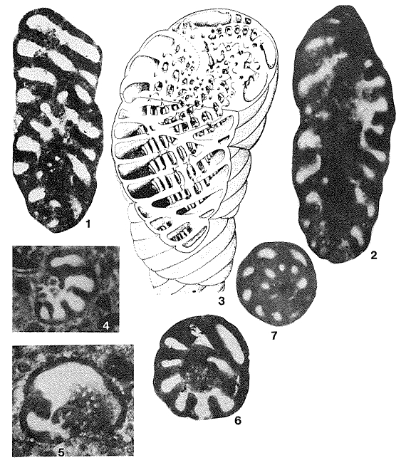 Pseudopfenderina butterlini (Brun, 1962) Pseudopfenderina butterlini (Brun, 1962)